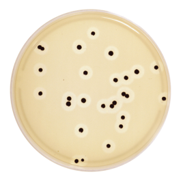 Staphylococcus - Terreni convenzionali