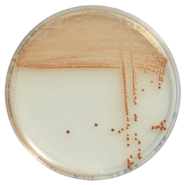 Campylobacter - Terreni cromogeni