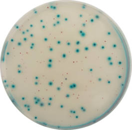 Enterobacteriaceae - Terreni cromogeni